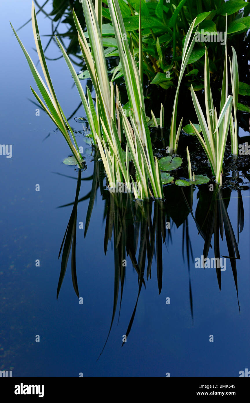 Water iris with pond lily and water plantain in still pond at dusk Stock Photo