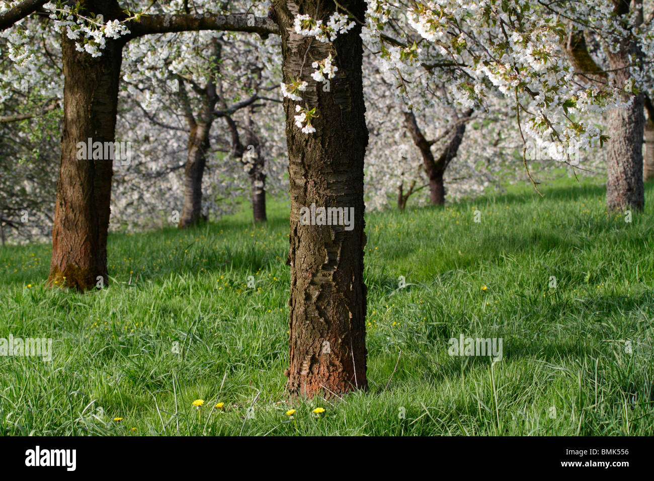 Cherry orchard in bloom, taken in spring in Bavaria Stock Photo