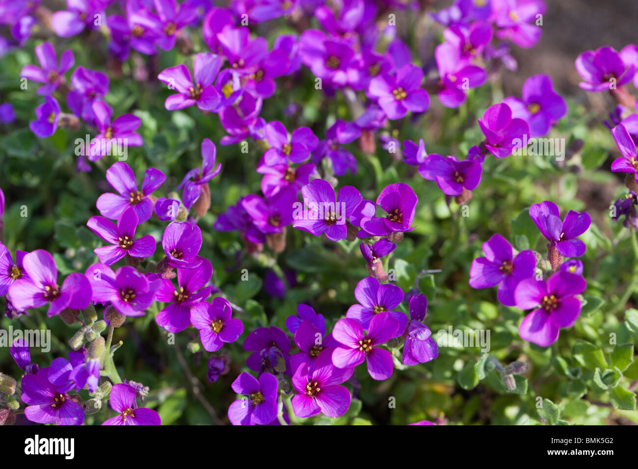 ' Lilac' Rockcress, Småblommig aubrietia (Aubrieta deltoidea) Stock Photo