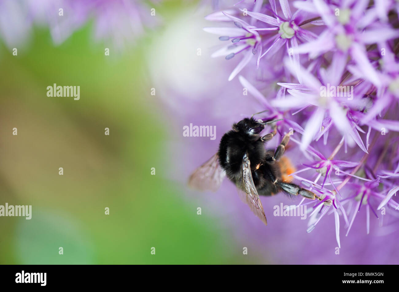 Bumble bee feeding on allium globemaster flower Stock Photo