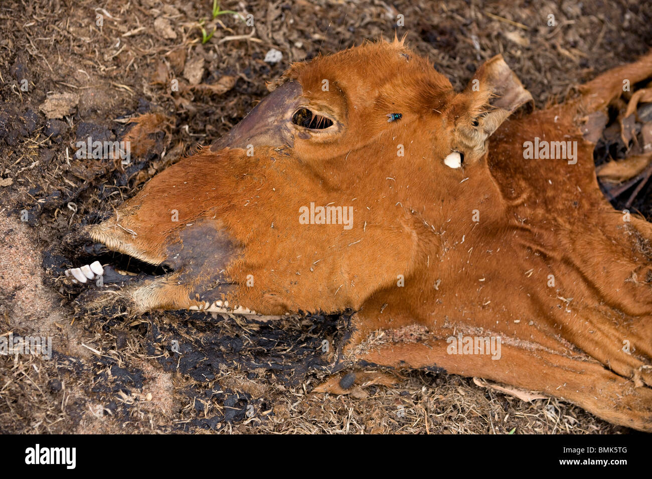 Close-up of dead cow on the ground, Tanzania, Africa Stock Photo