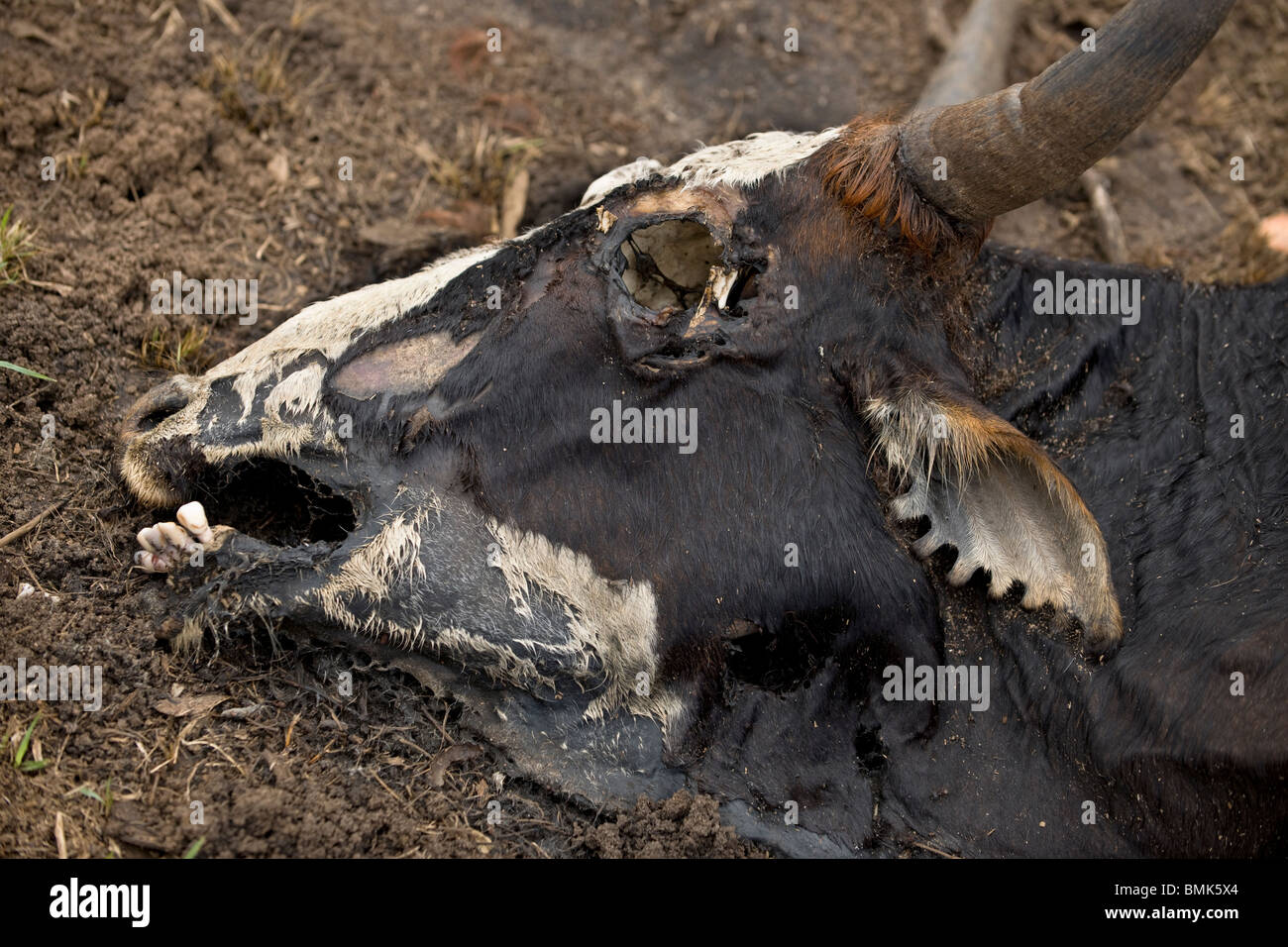 Close-up of dead cow on the ground, Tanzania, Africa Stock Photo