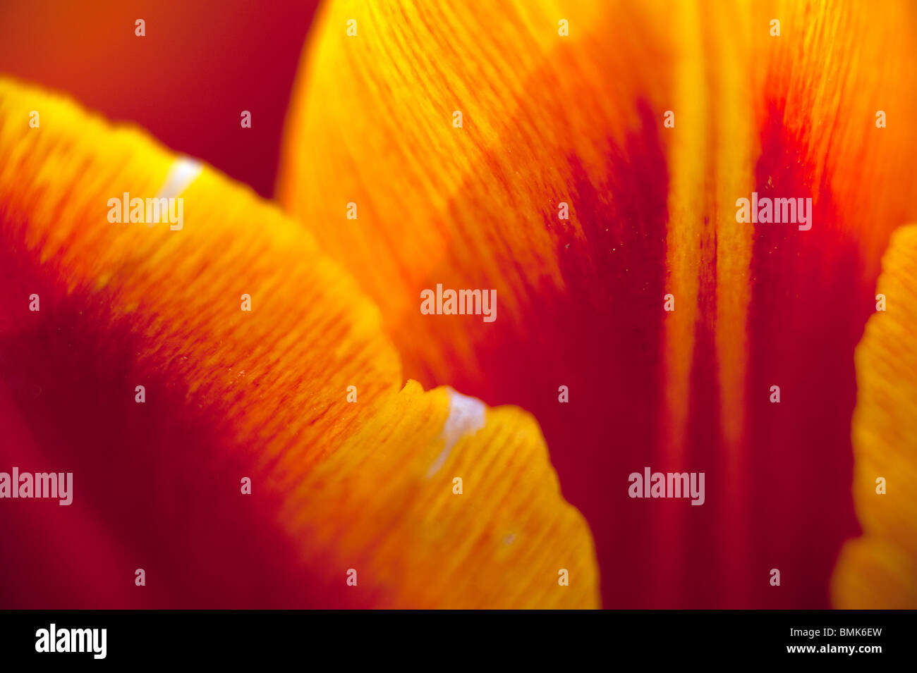 Abstract close up tulip petals hi-res stock photography and images - Alamy