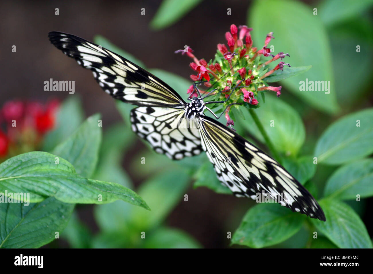 Butterfly visit hi-res stock photography and images - Alamy