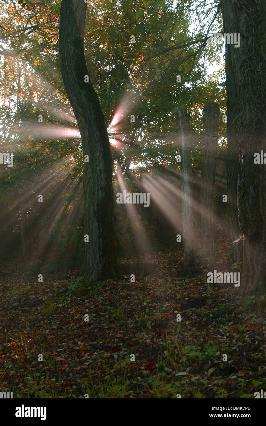 Magic forest Stock Photo