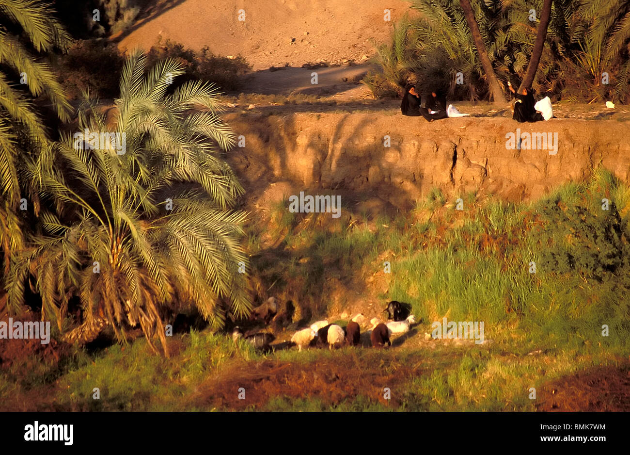 Farmers on the shore of the Nile River between Isna and Luxor, Qina, Egypt Stock Photo