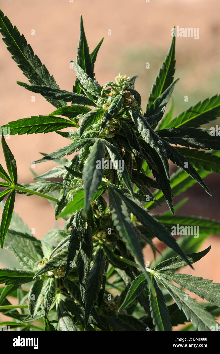Legalization of marijuana, (Cannabis sativa), for medicinal uses will be on he ballot in Arizona, USA, in November. Stock Photo