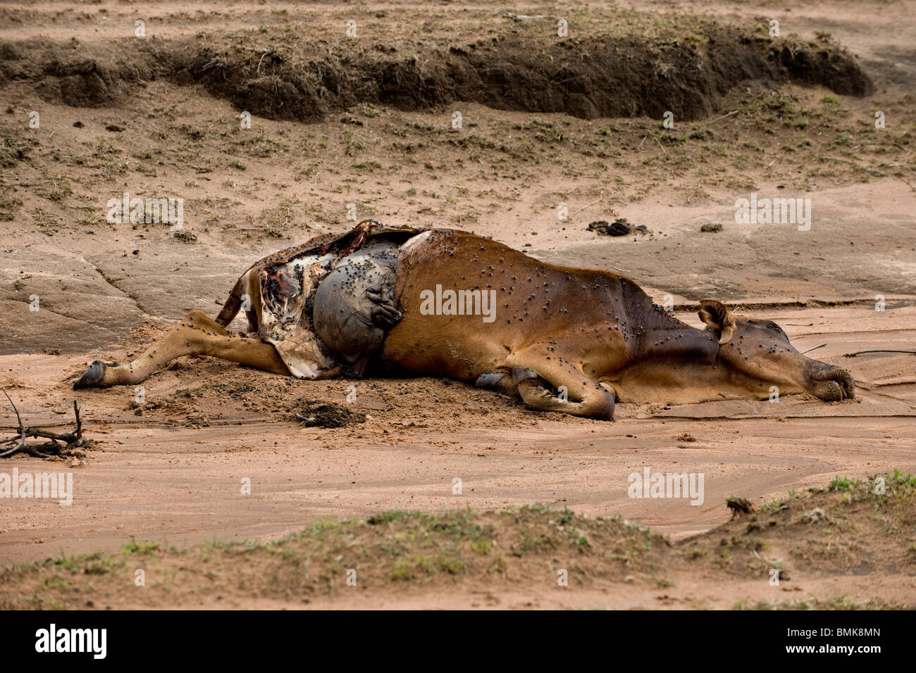 Dead cow on the ground, Tanzania, Africa Stock Photo