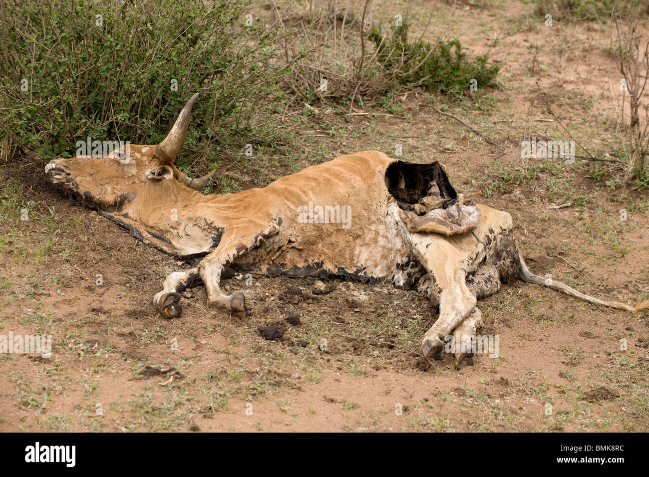 Dead cow on the ground, Tanzania, Africa Stock Photo