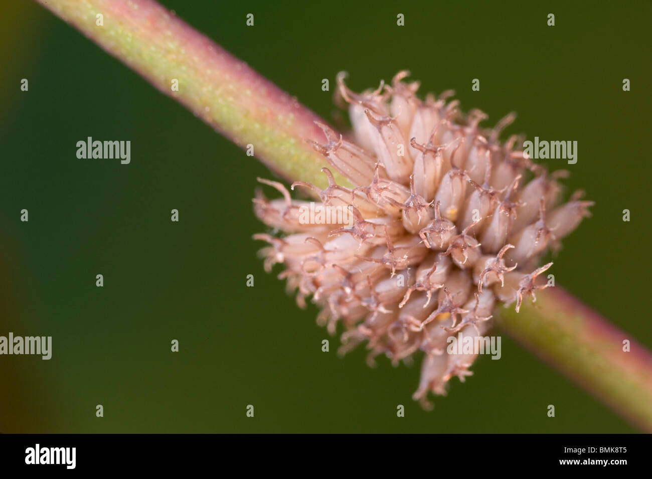Funny shaped leaf beetle eggs on eucalyptus stem Stock Photo
