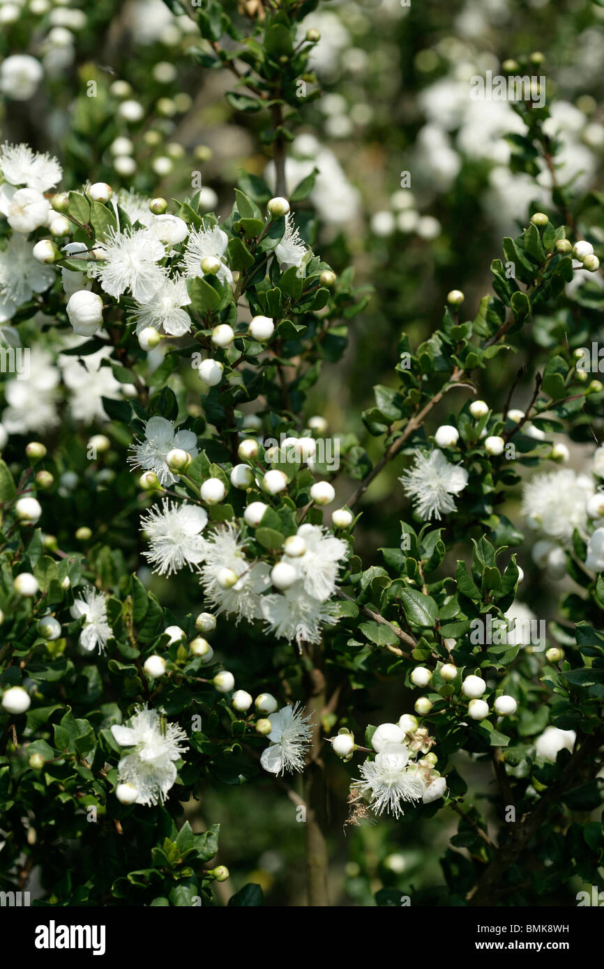Myrtle Stock Photo