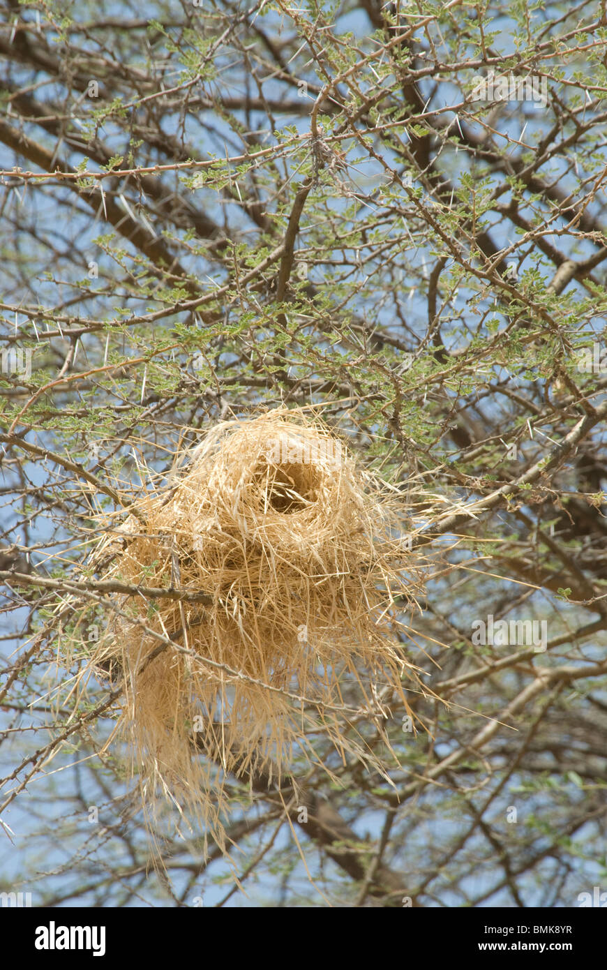 Ethiopia: Lower Omo River Basin, road from Omorate to Duss, weaver bird's nest Stock Photo