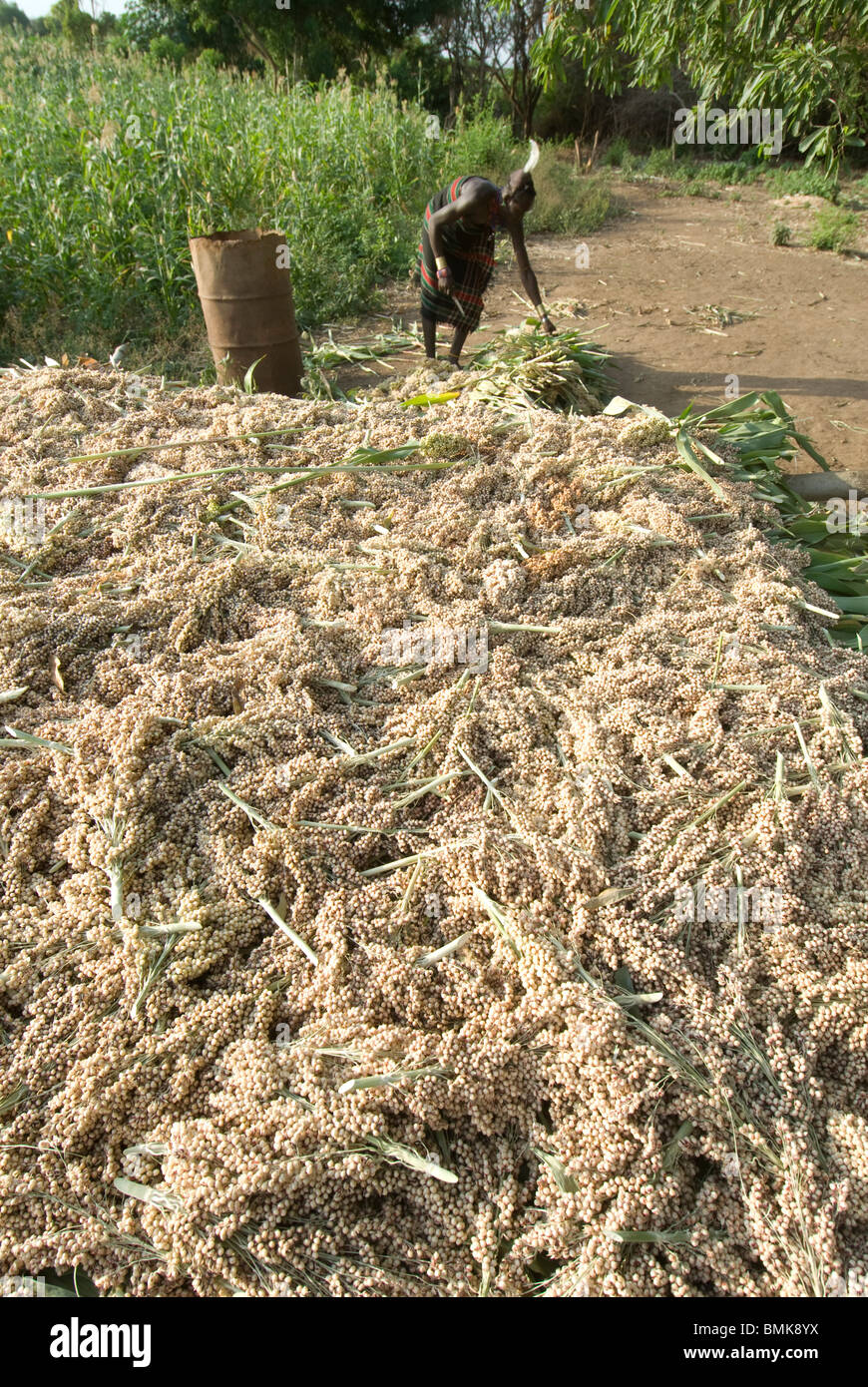 Ethiopia: Lower Omo River Basin, Chelete farms for Karo, harvested sorghum, waiting to be ground Stock Photo