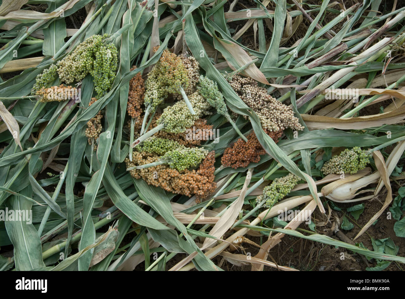 Ethiopia: Lower Omo River Basin, Chelete farms for Karo, harvested sorghum, waiting to be ground Stock Photo