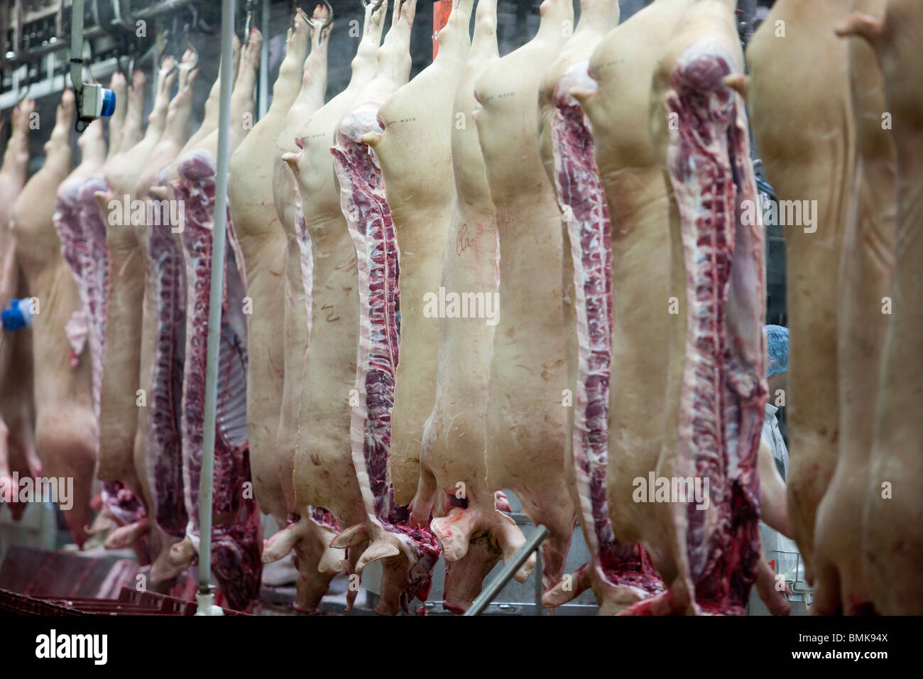 Porcine slaughterhouse Stock Photo