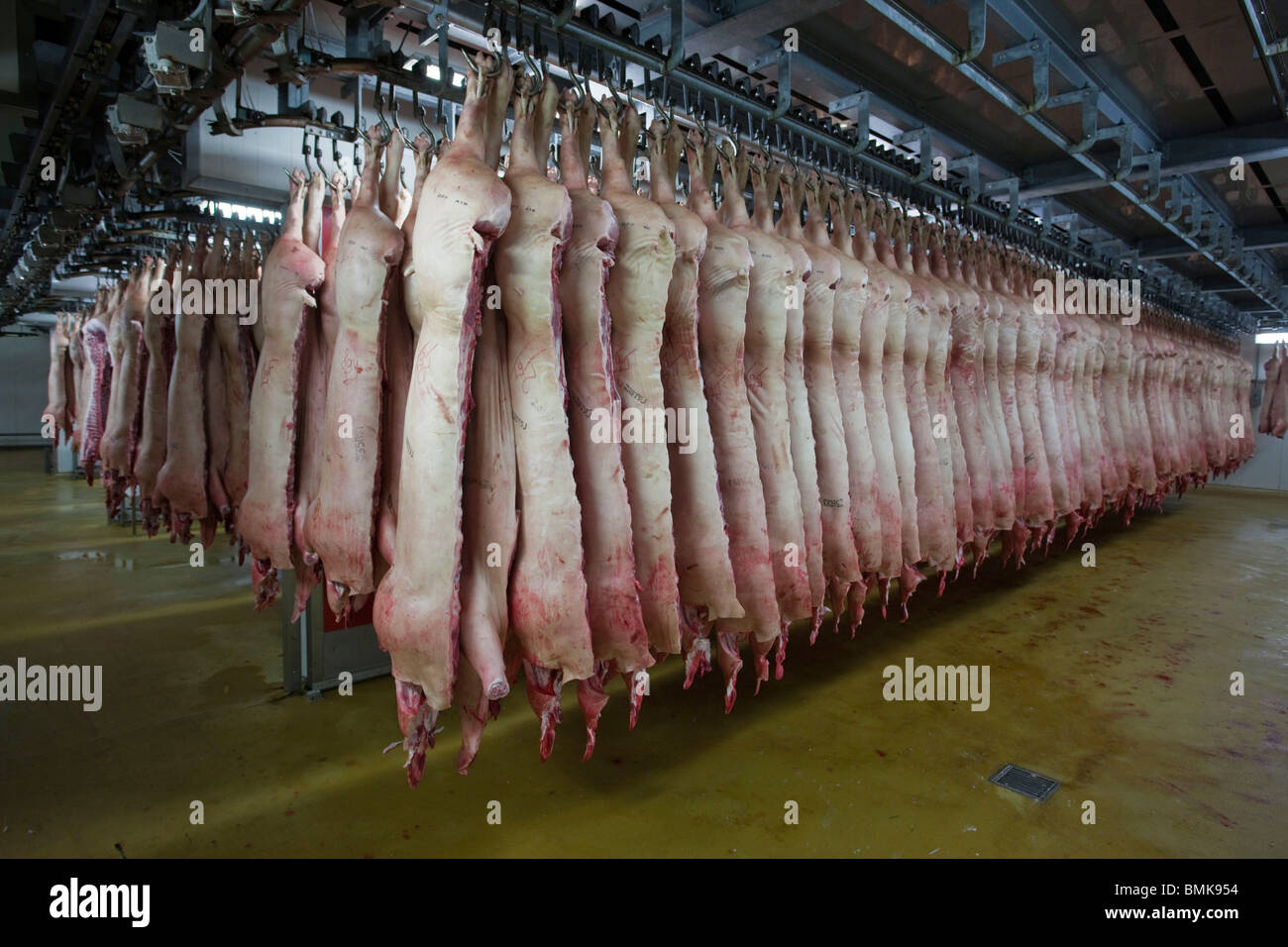 Food Inc Slaughterhouse