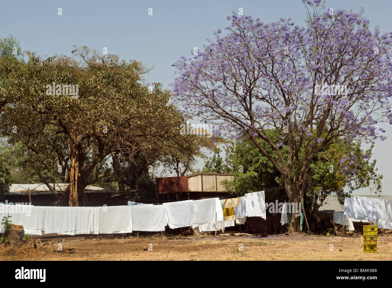 White sheets hanging on clothesline under big trees in Rabar Dar, northern Ethiopia. Stock Photo