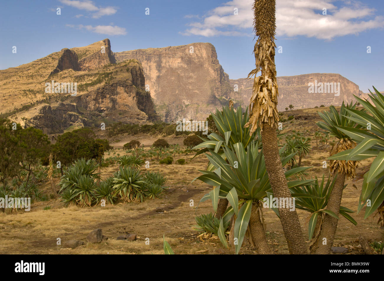 Giant Lobelia (Lobelia Rynchopetalum) plants with rocky mountains in the background in Simen National Park, northern Ethiopia. Stock Photo