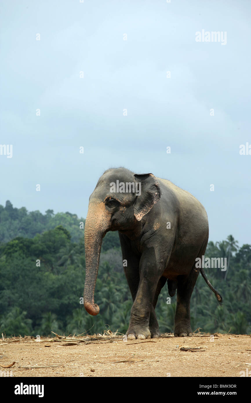 Photo of sri lanka hi-res stock photography and images - Alamy
