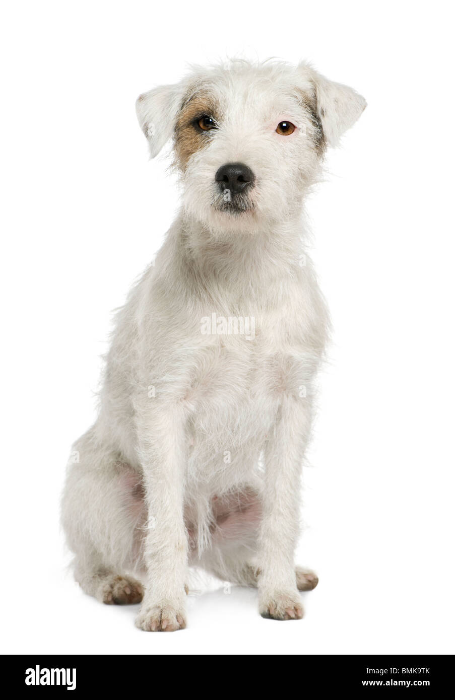 Parson Russell Terrier sitting in front of white background Stock Photo