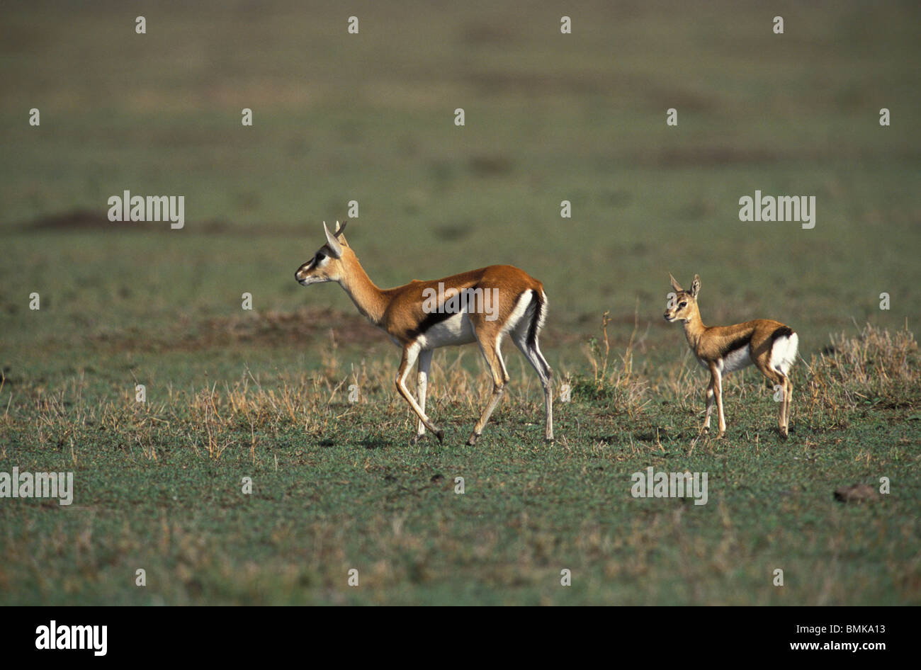 Africa, Kenya, Masai Mara Game Reserve. Baby Thomson's Gazelle with ...