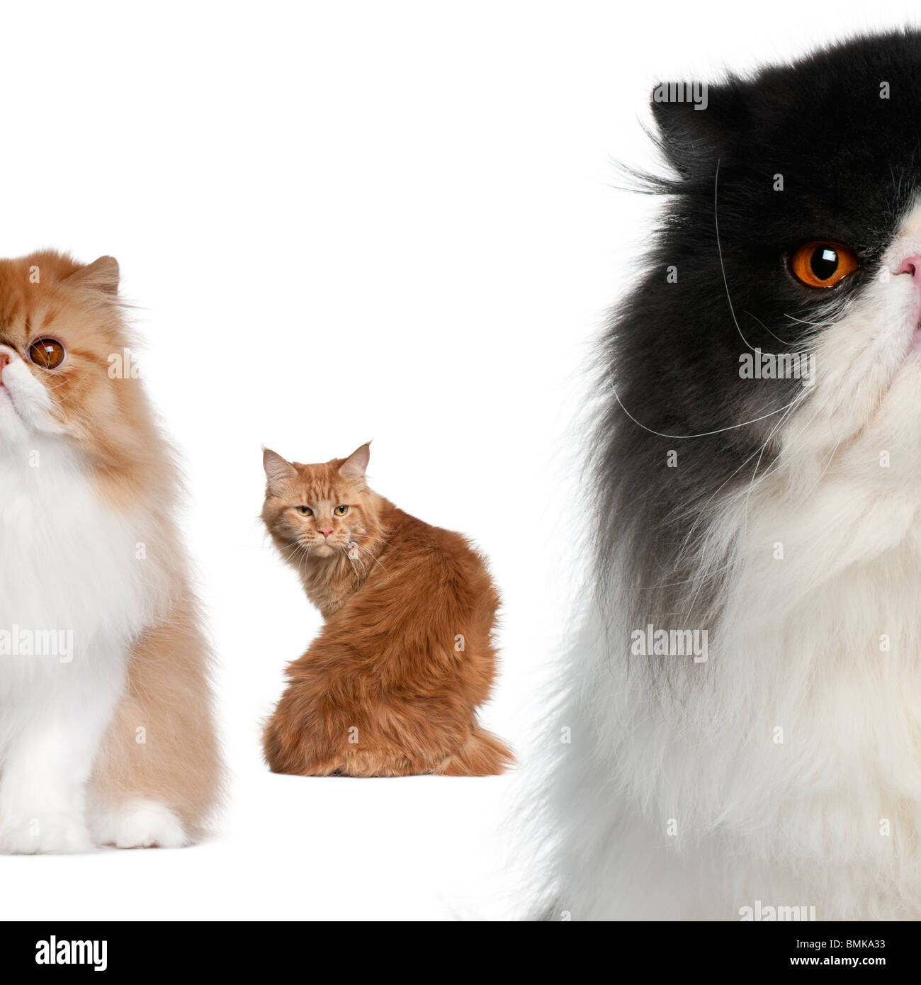 Portrait of group of cats in front of white background Stock Photo