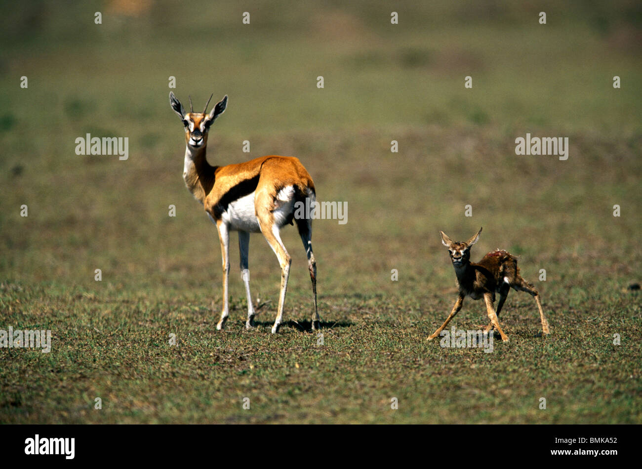 Birth of gazelle hi-res stock photography and images - Alamy