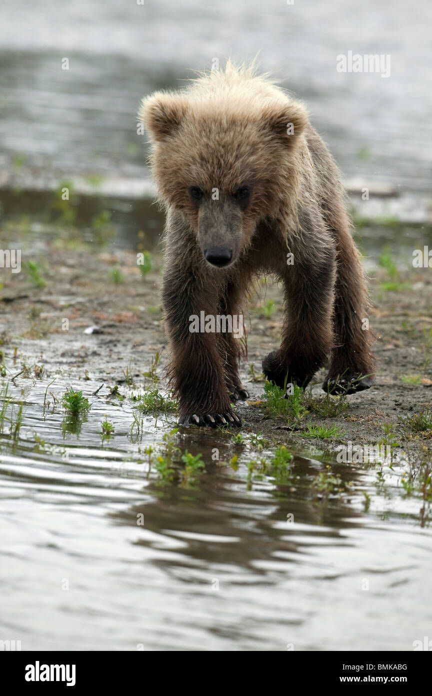 Brown bear cub, Katmai National Park, Alaska Stock Photo