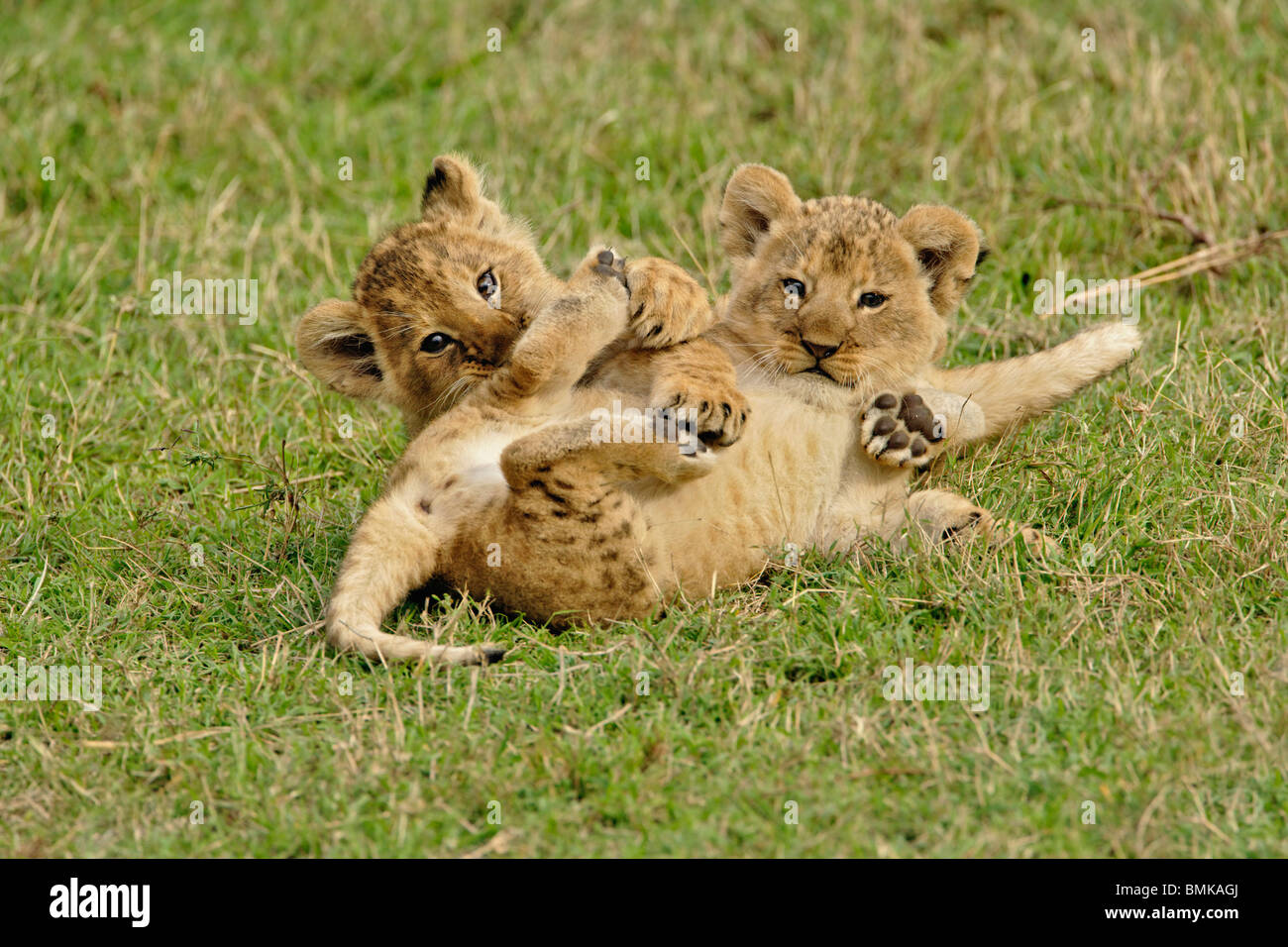 Pair of lion cubs playing, Masai Mara Game Reserve, Kenya, Africa Stock ...