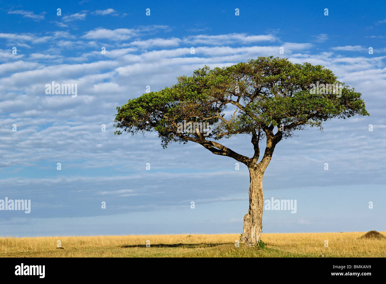Umbrella Thorn Acacia, Acacia tortilis, Masai Mara Game Reserve, Kenya