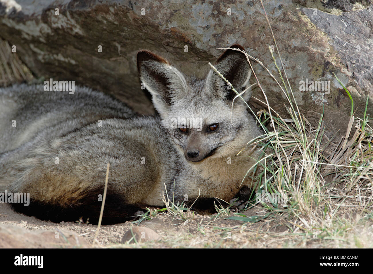 Bat-eared Fox, Otocyon megalotis, Masai Mara Game Reserve, Kenya ...