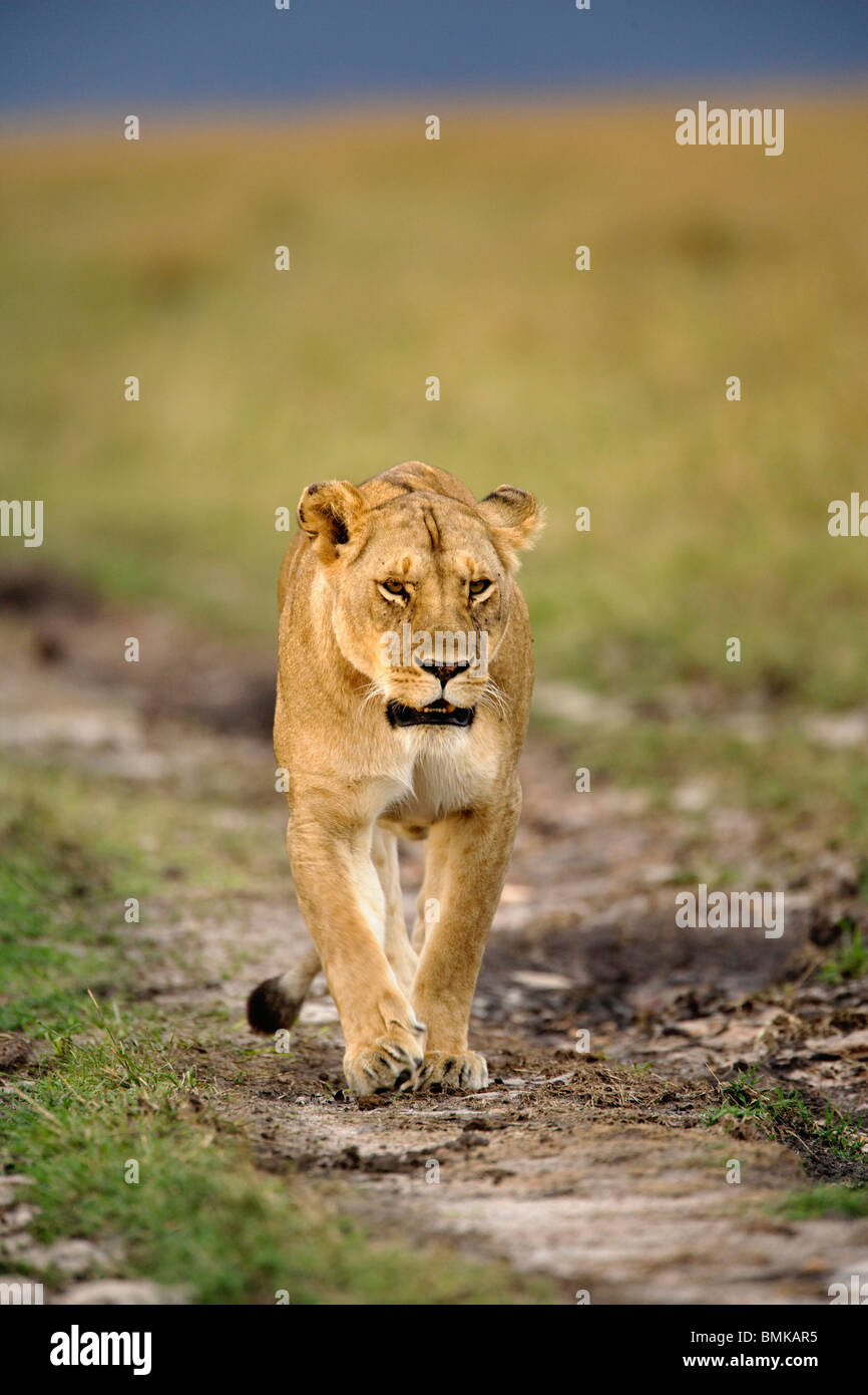 Lioness walking alone, Panthera leo, Masai Mara Game Reserve, Kenya ...