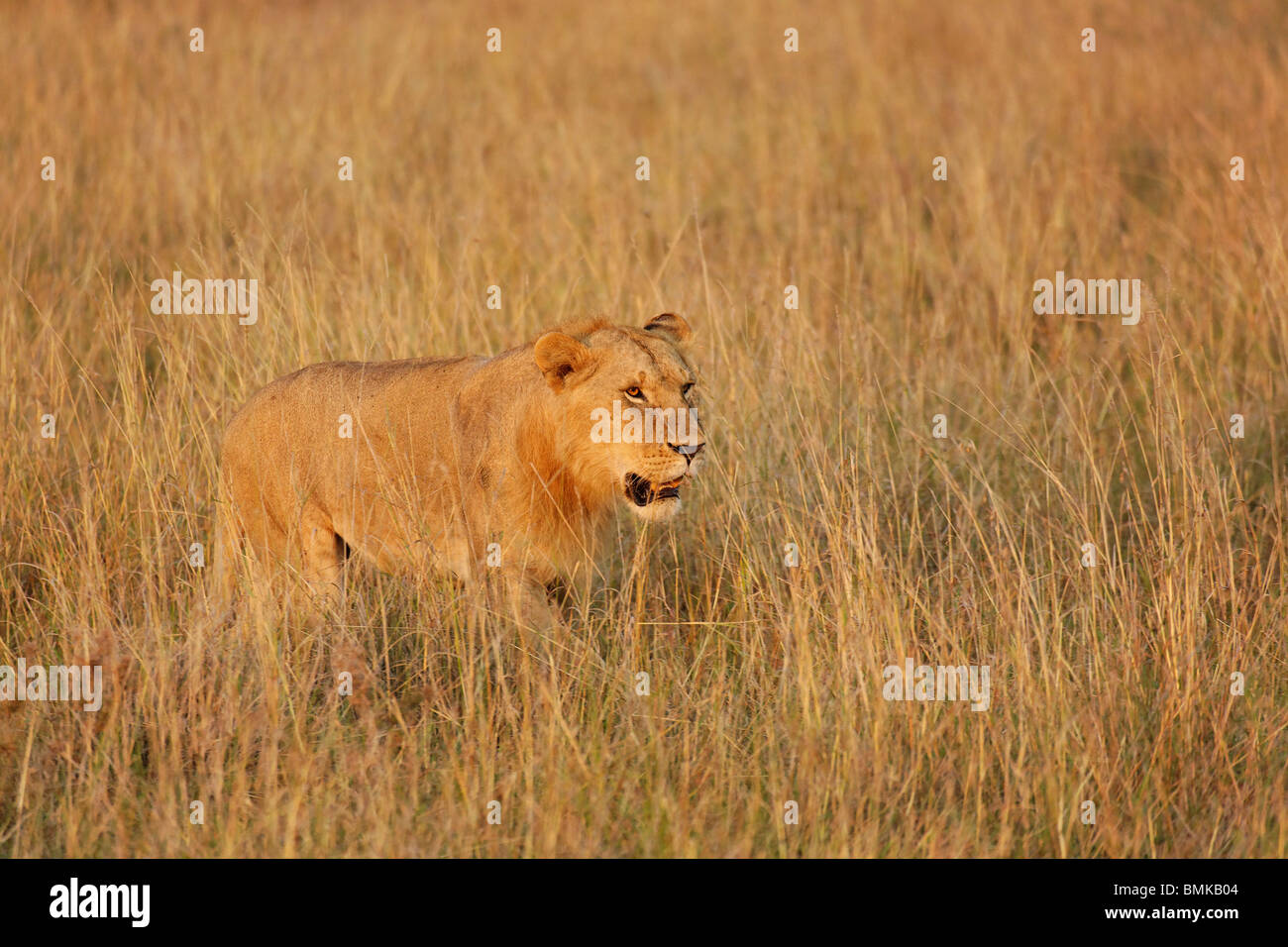 Single lioness in tall grass, Panthera leo, Masai Mara Game Reserve ...