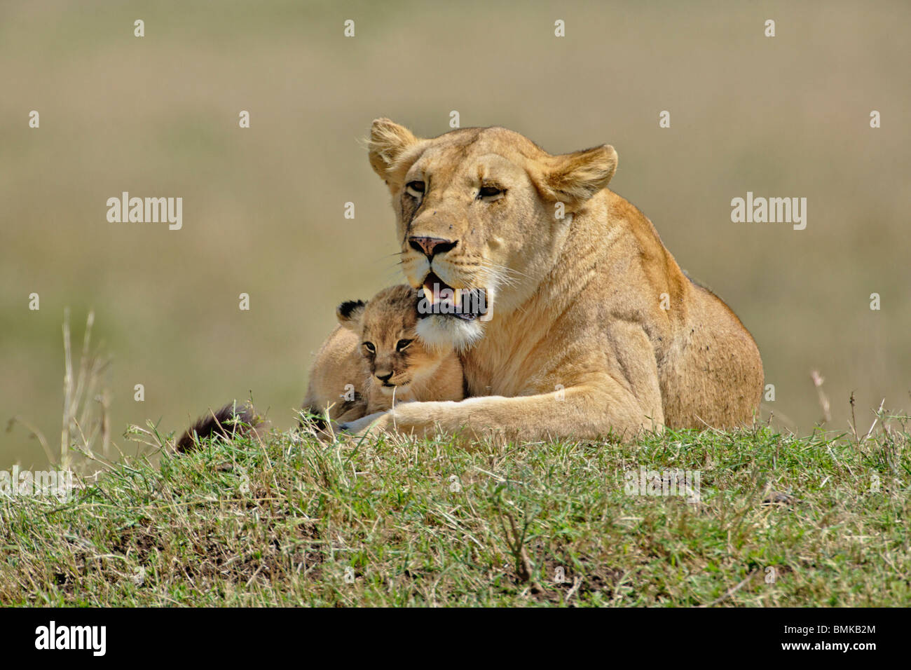 Lioness and young cub, Panthera Leo, Masai Mara Game Reserve, Kenya ...