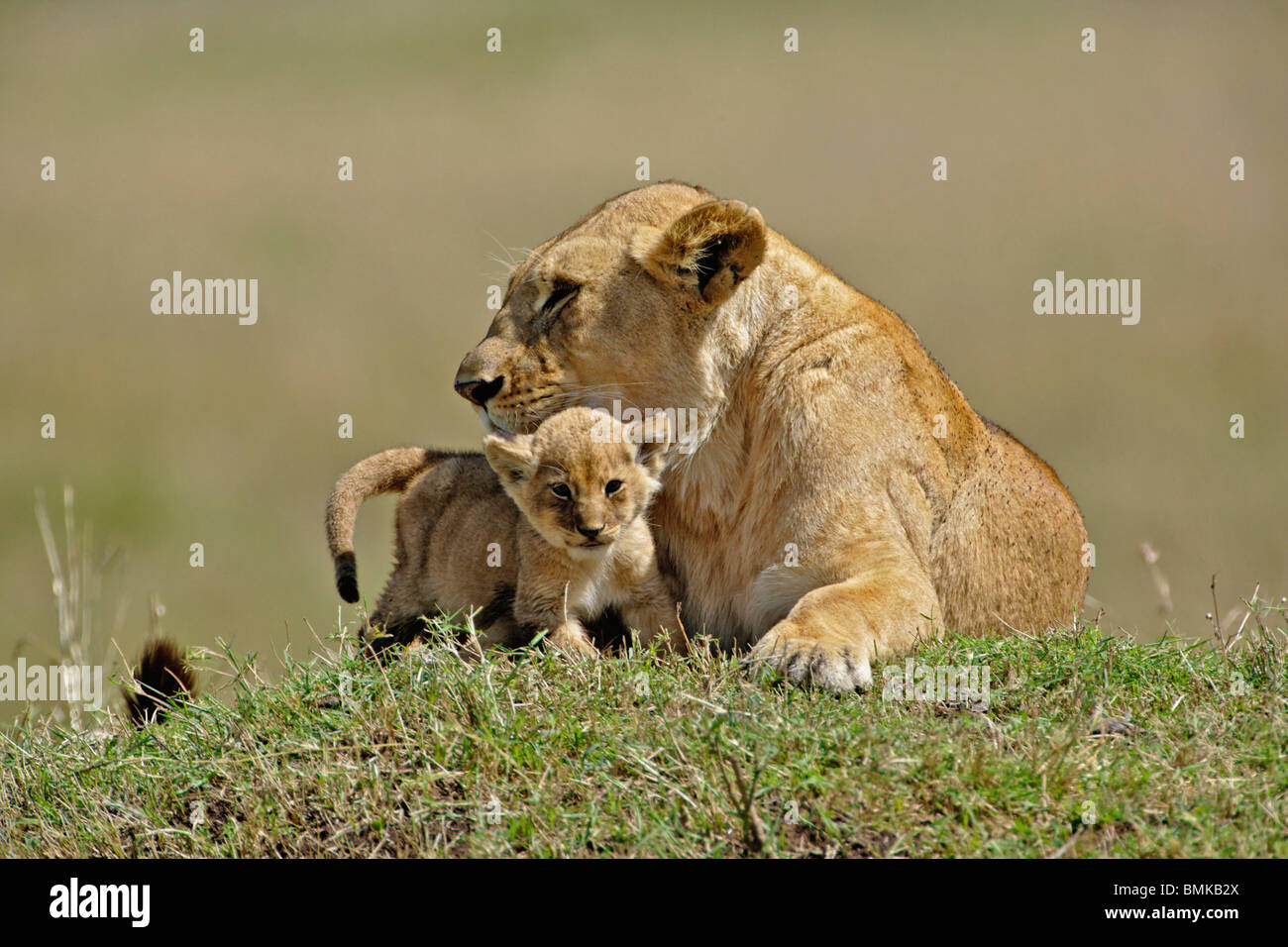 Lioness and young cub, Panthera Leo, Masai Mara Game Reserve, Kenya ...