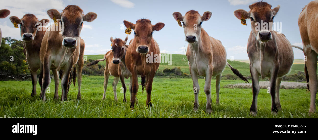 Cows! Stock Photo