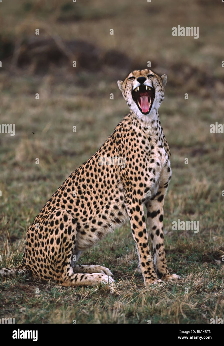 Africa,Kenya,Massai Mara. Cheetah (Acinonyx jubatus) yawning. Stock Photo