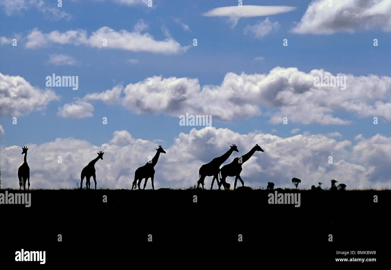 Africa,Kenya,Masai Mara. Giraffes (Giraffa camelopardalis) silhouetted against the sky. Stock Photo