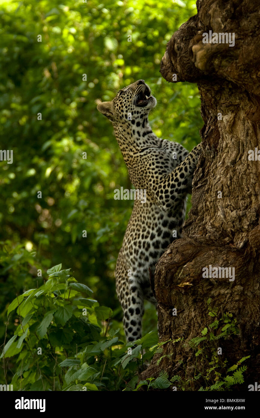 Hunting monkeys hires stock photography and images Alamy