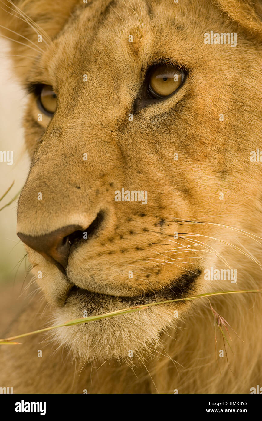 African Lion cub, Panthera leo, posing in the morning light, Masai Mara ...