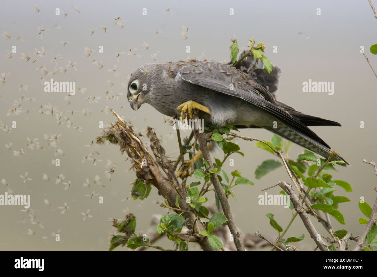 Grey Kestrel, Falco ardosiaceus, perched and eating termites as they fly out of a tree branch in Masai Mara, Kenya. Stock Photo