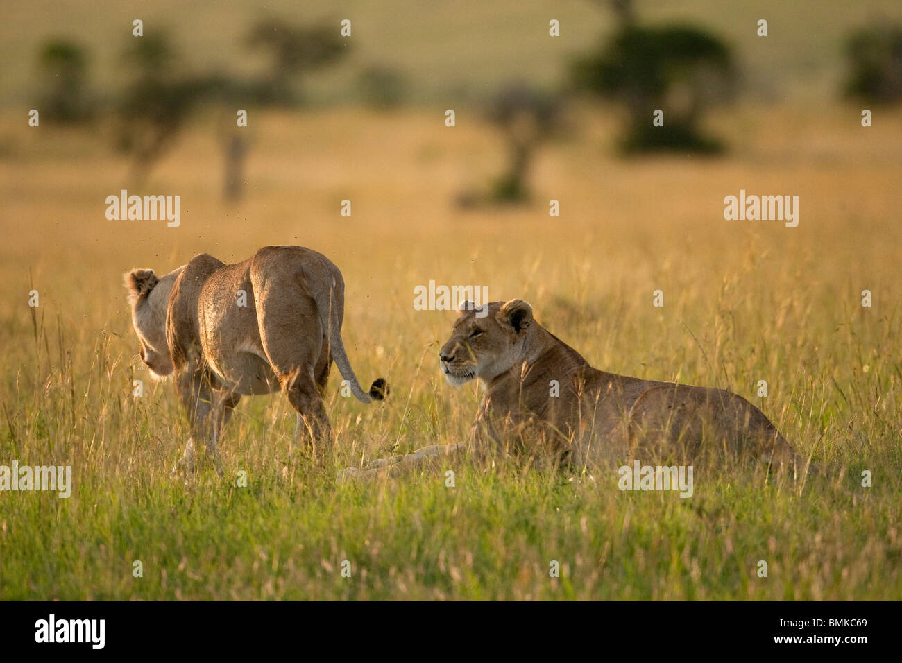 African Lion, Panthera leo, pair in the Masai Mara GR, Kenya Stock ...