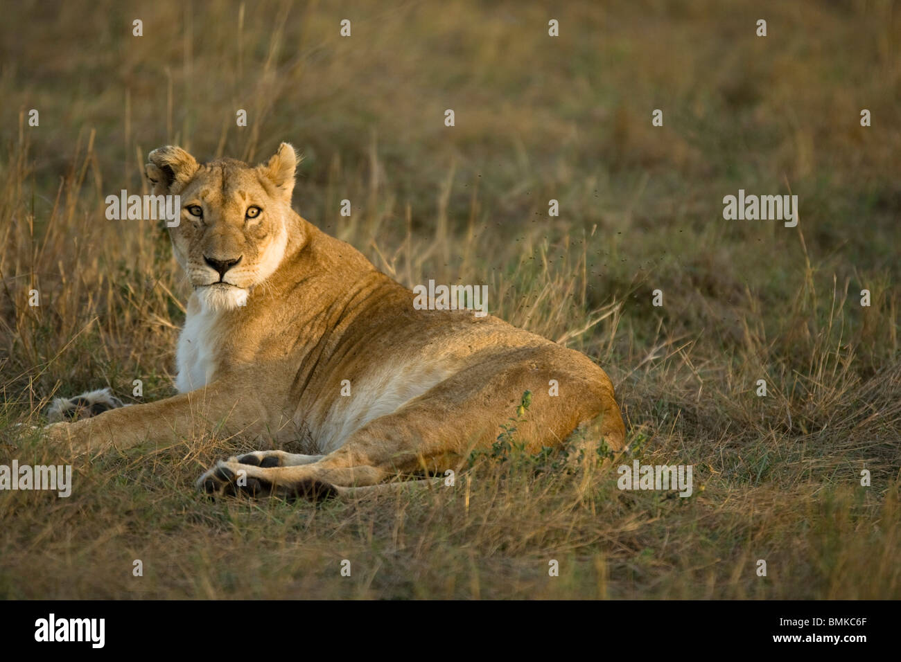 African Lion, Panthera leo, in the Masai Mara GR, Kenya Stock Photo - Alamy