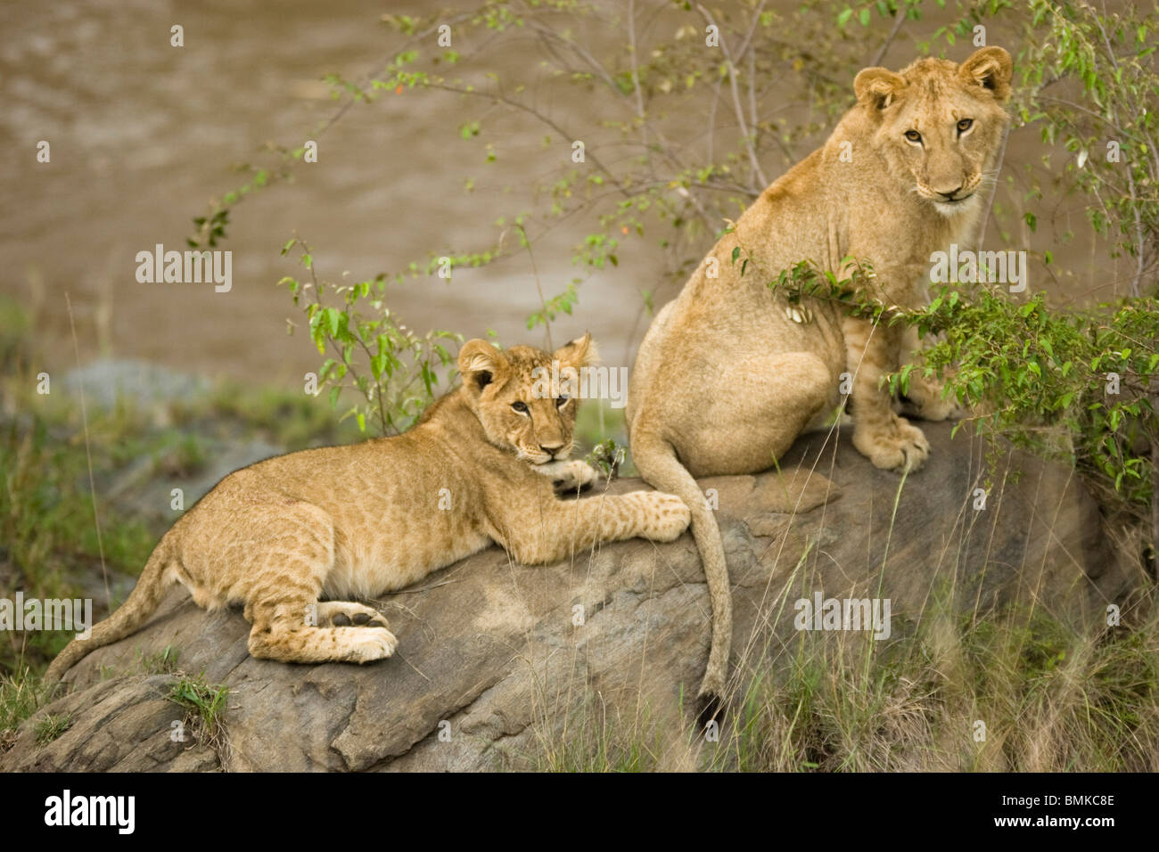African Lions PLAYING, Panthera leo, in the Masai Mara GR, Kenya Stock ...