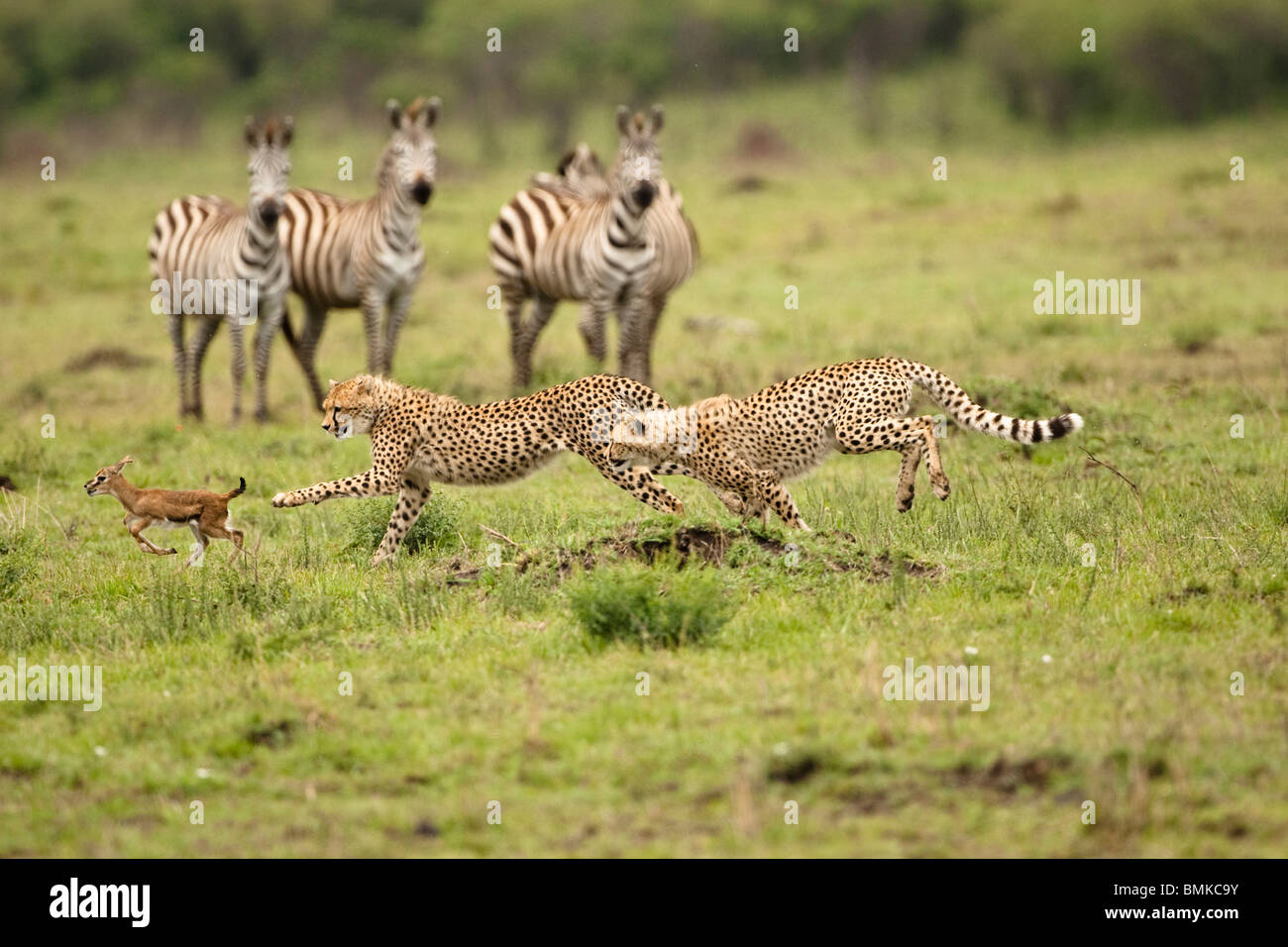 Cheetah, Acinonyx jubatus, cubs hunting and playing with baby gazelle in the Masai Mara GR, Kenya. Stock Photo