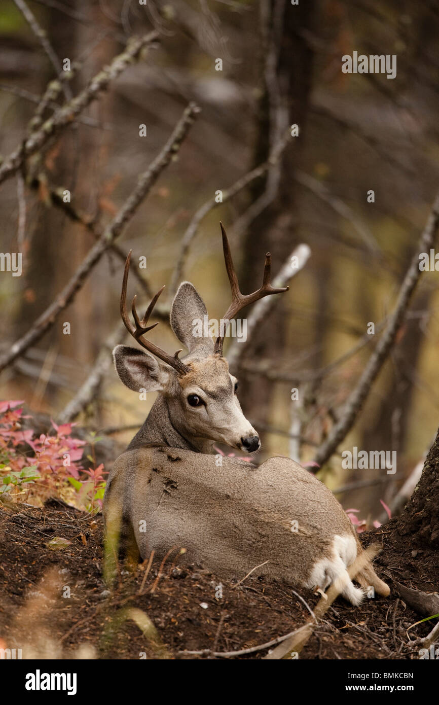 Mule Deer, Odocoileus hemionus, in Yellowstone National Park, USA Stock