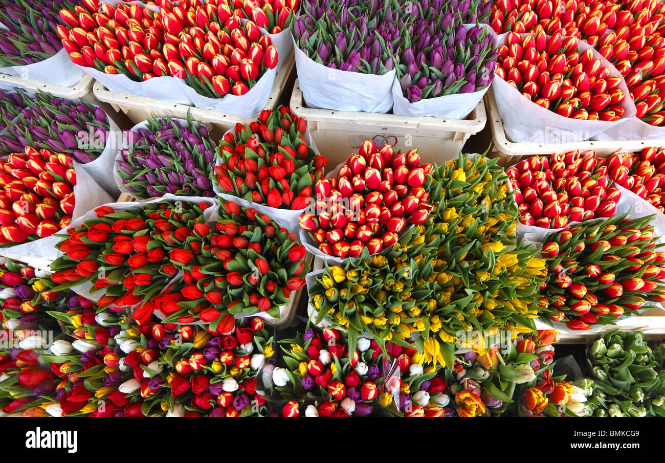 Tulips on sale at the flower market in Amsterdam, Holland. Stock Photo