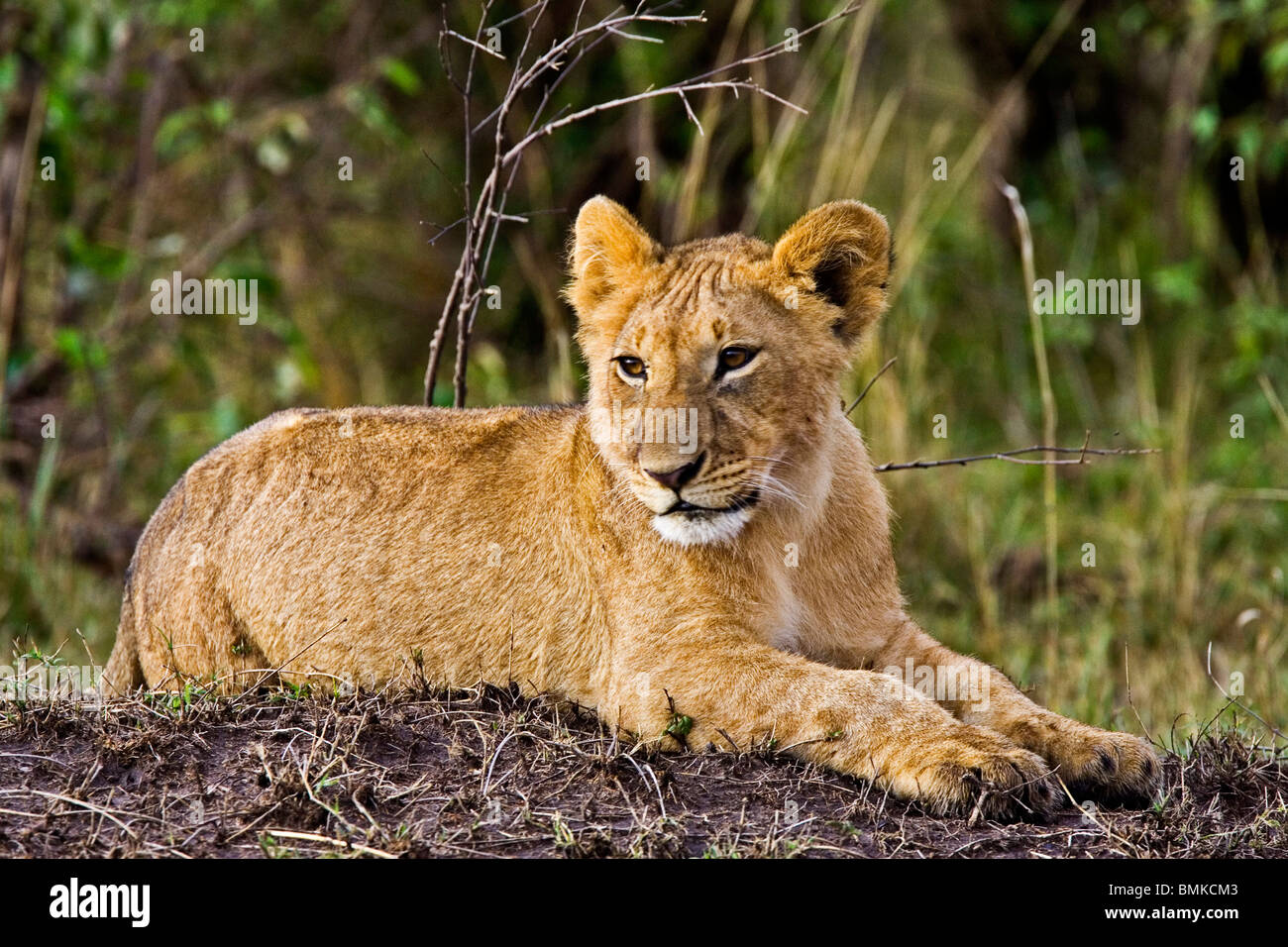 A lion cub laying in the bush in the Maasai Mara Kenya Stock Photo - Alamy