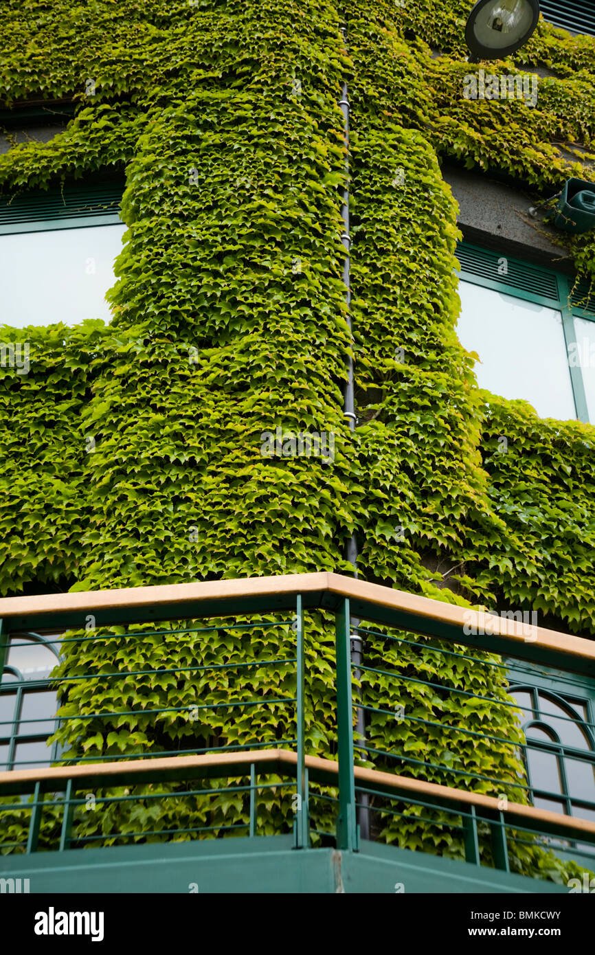 Virginia creeper growing over the buildings of the All England Tennis Club.  Wimbledon tennis championship ground. London. UK Stock Photo - Alamy