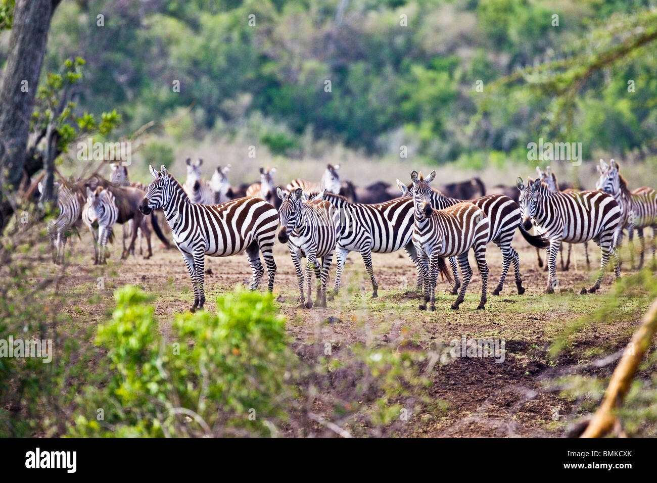Zebras herding in the fields of the Maasai Mara Kenya Stock Photo - Alamy